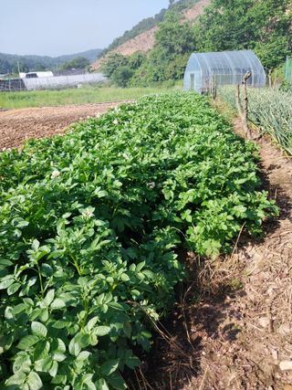 윤홍규님의 감자 · 자유게시판 작성글 사진