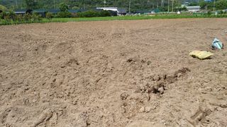 최용운님의 감자 · 자유게시판 작성글 사진