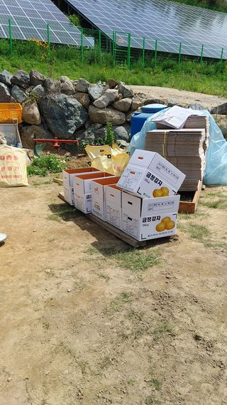 최용운님의 감자 · 자유게시판 작성글 사진