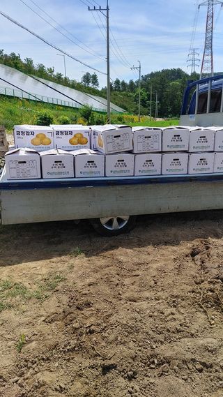 최용운님의 감자 · 자유게시판 작성글 사진