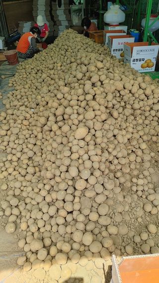 최용운님의 감자 · 자유게시판 작성글 사진