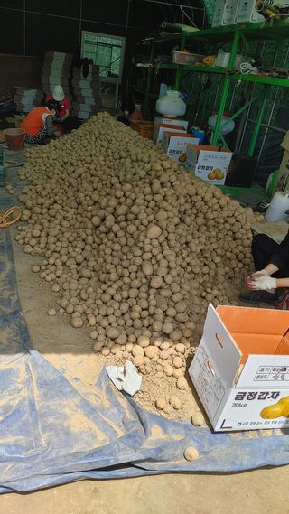 최용운님의 감자 · 자유게시판 작성글 사진