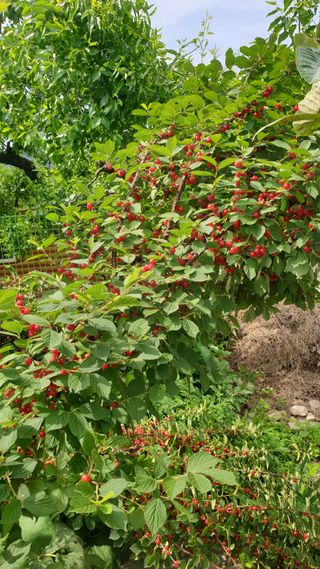 야산 양 형근님의 자유주제 · 자유게시판 작성글 사진