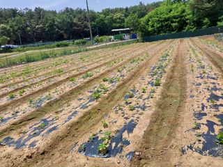 성주 농업인님의 참깨 · 병해충상담 작성글 사진