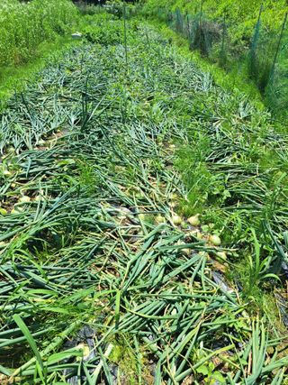 오문섭님의 양파 · 자유게시판 작성글 사진