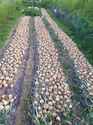 오문섭님의 양파 · 자유게시판 작성글 사진