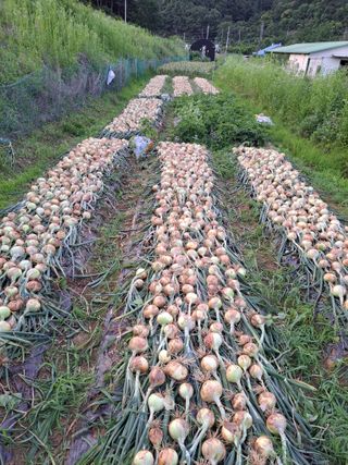 오문섭님의 양파 · 자유게시판 작성글 사진