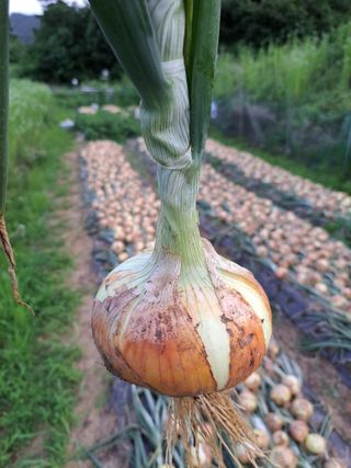 오문섭님의 양파 · 자유게시판 작성글 사진