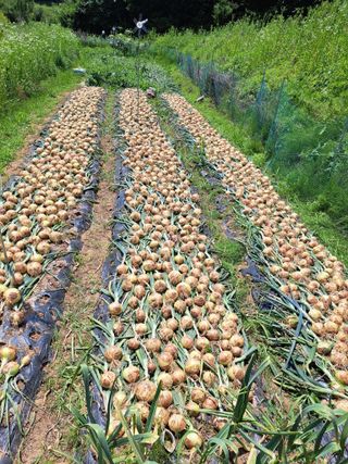 오문섭님의 양파 · 자유게시판 작성글 사진