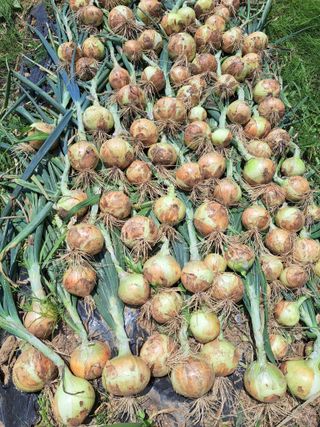 오문섭님의 양파 · 자유게시판 작성글 사진