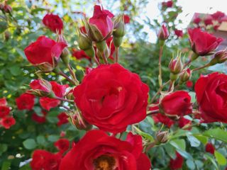 상사화웰빙팜님의 우리동네 · 동네수다 작성글 사진