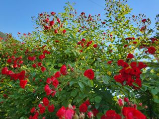 상사화웰빙팜님의 우리동네 · 동네수다 작성글 사진