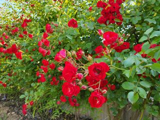 상사화웰빙팜님의 우리동네 · 동네수다 작성글 사진