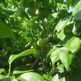 팜모닝 매실·자유게시판 게시글 이미지