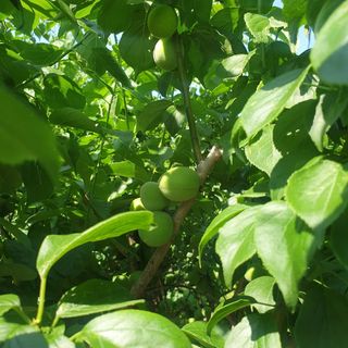 고구마20582님의 매실 · 자유게시판 작성글 사진