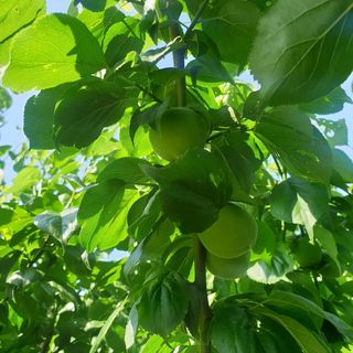 고구마20582님의 매실 · 자유게시판 작성글 사진