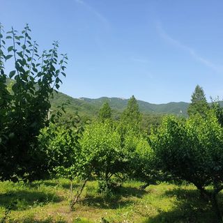 고구마20582님의 매실 · 자유게시판 작성글 사진