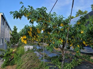 꽁지머리님의 복숭아 · 자유게시판 작성글 사진