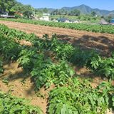 팜모닝 감자·자유게시판 게시글 이미지