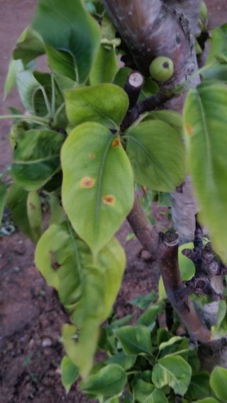 이종선님의 배 · 병해충상담 작성글 사진