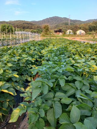 알 수 없음님의 감자 · 자유게시판 작성글 사진
