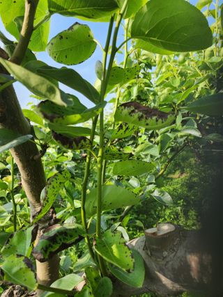 어설픈 농부님의 배 · 병해충상담 작성글 사진