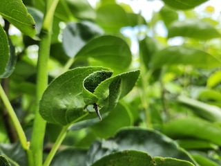 어설픈 농부님의 배 · 병해충상담 작성글 사진