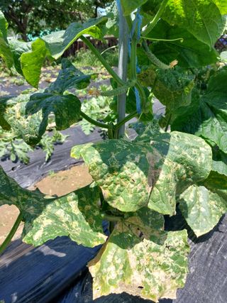 황공이오님의 오이 · 병해충상담 작성글 사진