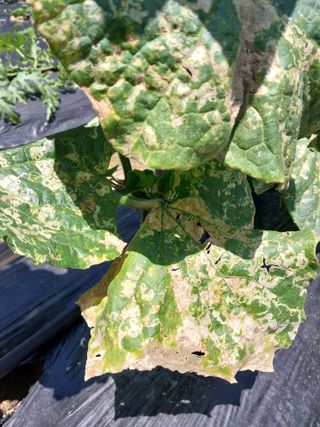 황공이오님의 오이 · 병해충상담 작성글 사진