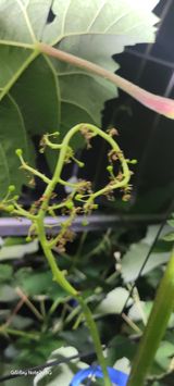 팜모닝 포도·병해충상담 게시글 이미지