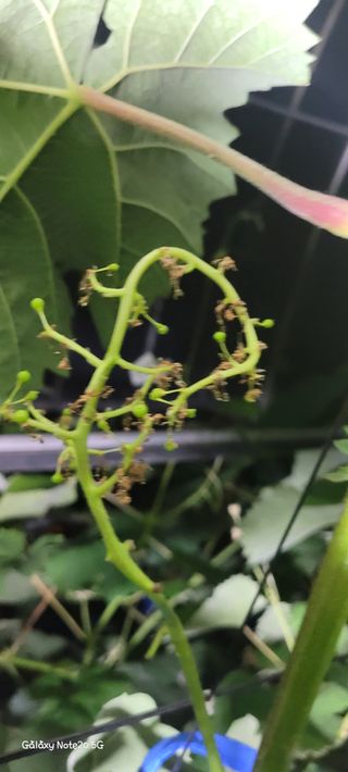 ♡ 예린농원 농장님의 포도 · 병해충상담 작성글 사진