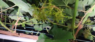 ♡ 예린농원 농장님의 포도 · 병해충상담 작성글 사진