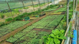 조명기님의 들깨 · 자유게시판 작성글 사진