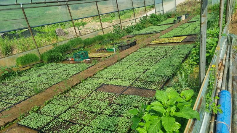 조명기님의 장터 판매 상품 [다유 들깨모종128구 ] 첨부 사진