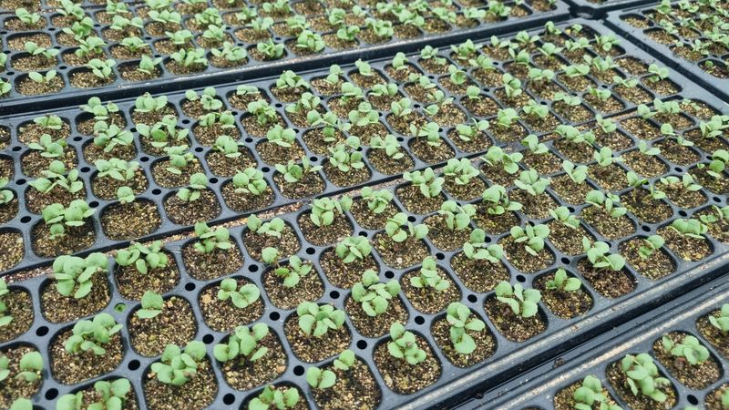 조명기님의 장터 판매 상품 [다유 들깨모종128구 ] 첨부 사진