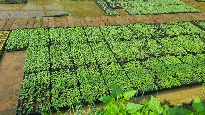 조명기님의 장터 판매 상품 [다유 들깨모종128구 ] 첨부 사진