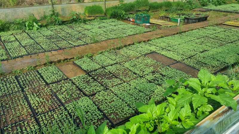 조명기님의 장터 판매 상품 [다유 들깨모종128구 ] 첨부 사진