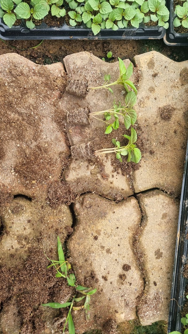 조명기님의 장터 판매 상품 [다유 들깨모종128구 ] 첨부 사진