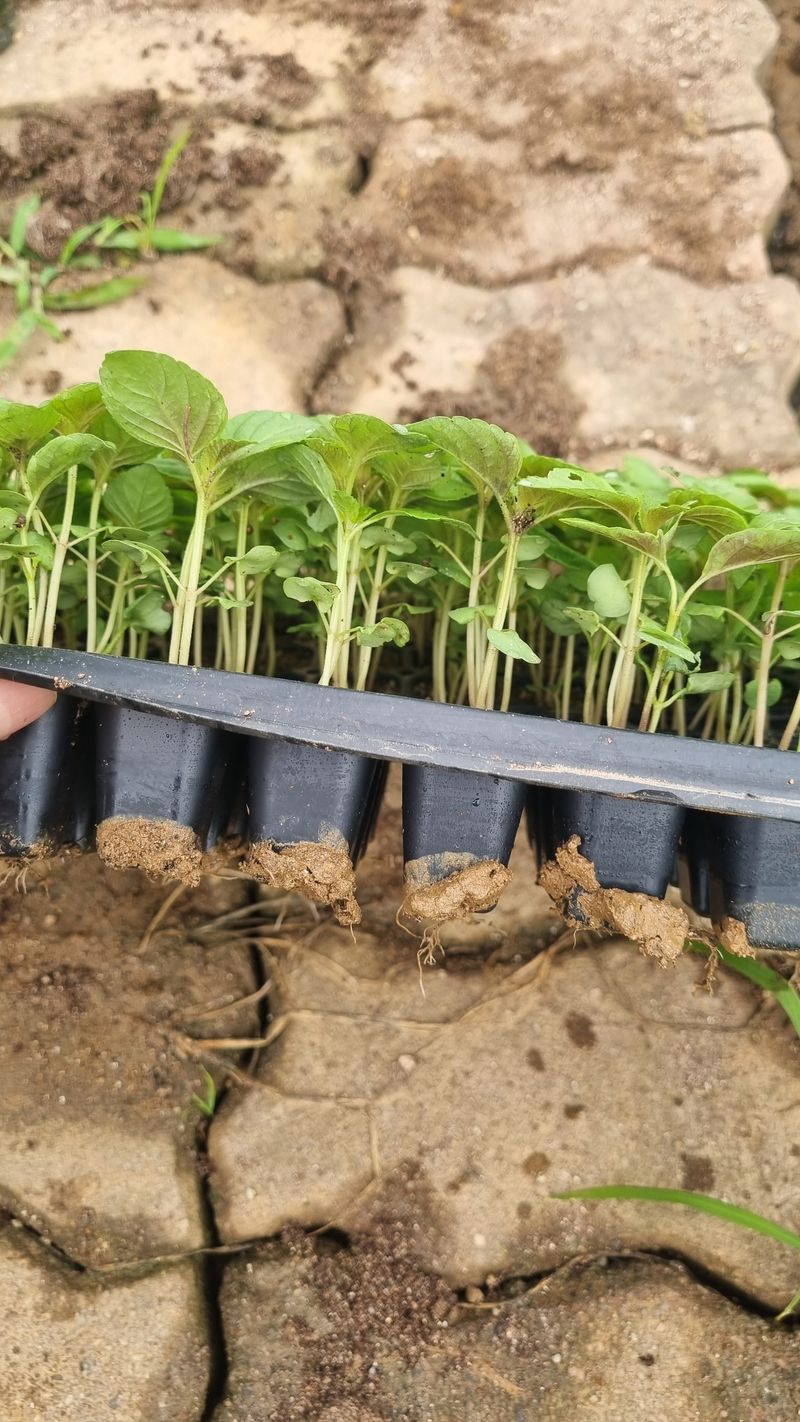 조명기님의 장터 판매 상품 [다유 들깨모종128구 ] 첨부 사진