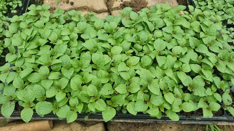 조명기님의 장터 판매 상품 [다유 들깨모종128구 ] 첨부 사진