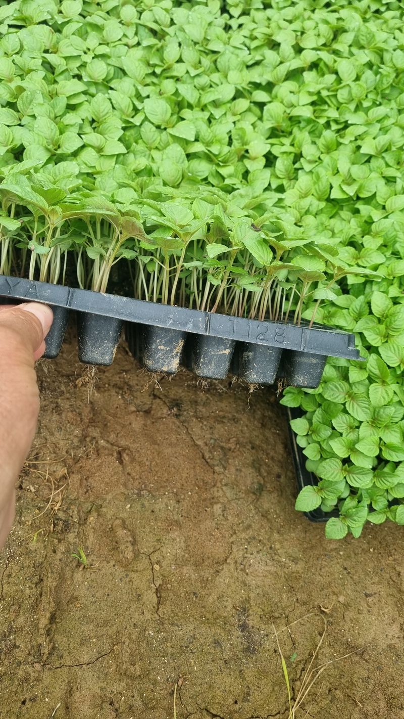 조명기님의 장터 판매 상품 [다유 들깨모종128구 ] 첨부 사진