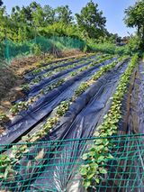 팜모닝 고구마·자유게시판 게시글 이미지