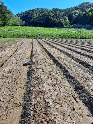 김영미님의 콩 · 자유게시판 작성글 사진