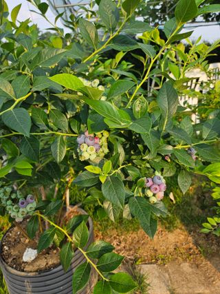 호욱33459725님의 기타작물 · 자유게시판 작성글 사진