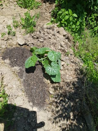 정석구님의 기타작물 · 자유게시판 작성글 사진