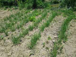 정석구님의 기타작물 · 자유게시판 작성글 사진