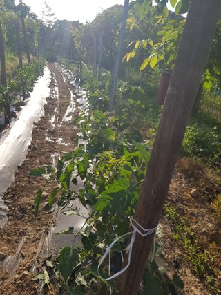 정석구님의 고추 · 지주설치•유인•성장 작성글 사진