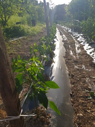 정석구님의 고추 · 지주설치•유인•성장 작성글 사진