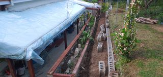 달맛햇복숭아농원님의 복숭아 · 자유게시판 작성글 사진