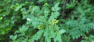 이현주(숲속의농원)님의 자유주제 · 자유게시판 작성글 사진